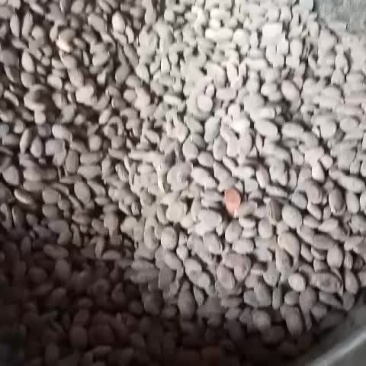 奶油味吊瓜子