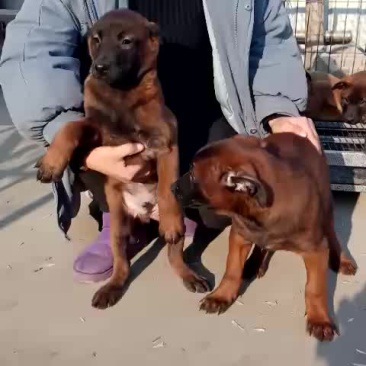 精品马犬