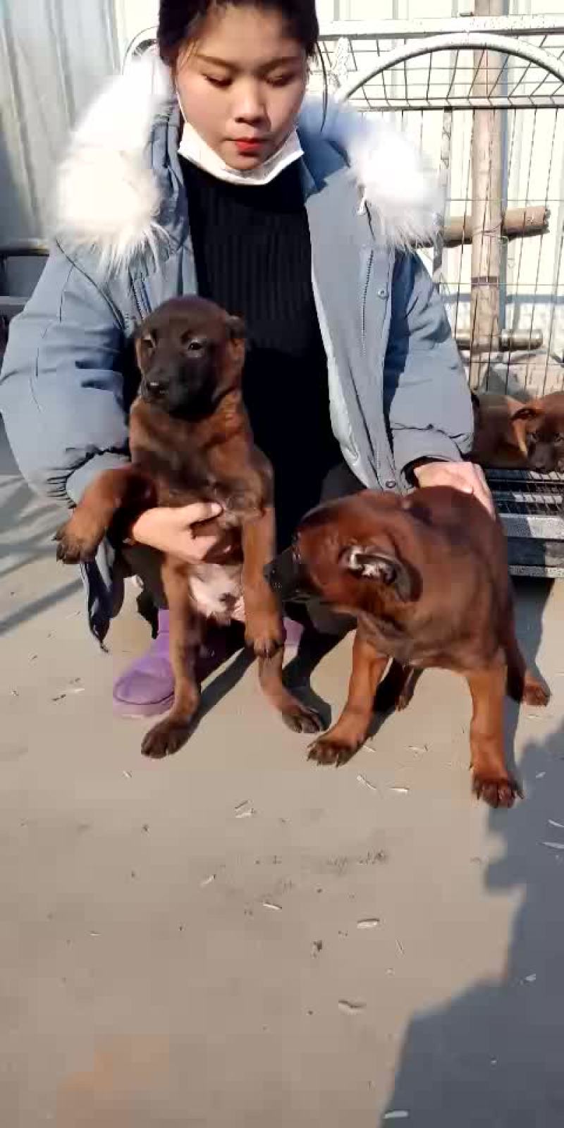 精品马犬