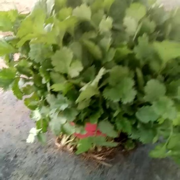 香菜