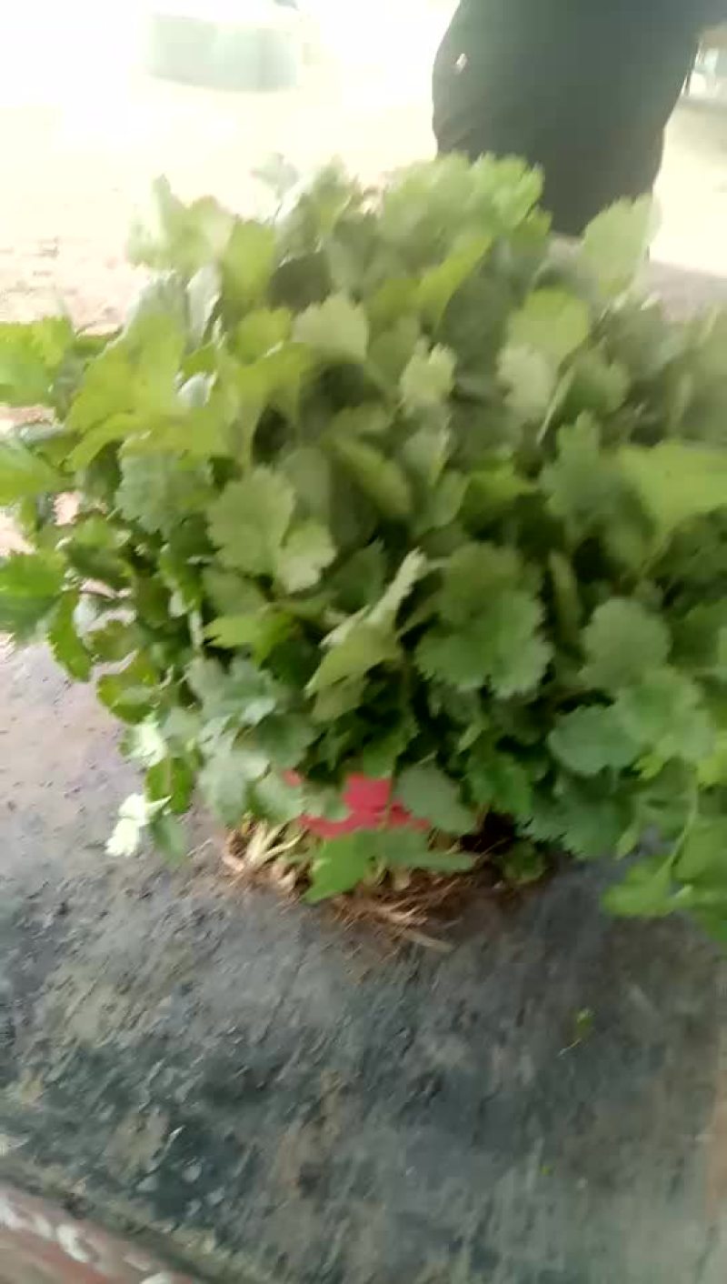 香菜
