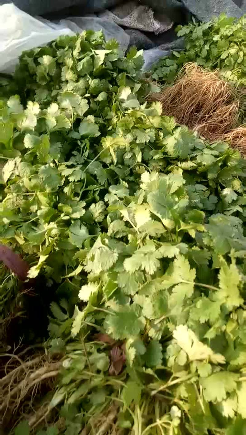 香菜