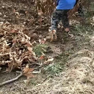 板栗毛苗，实生板栗苗，毛板栗苗
