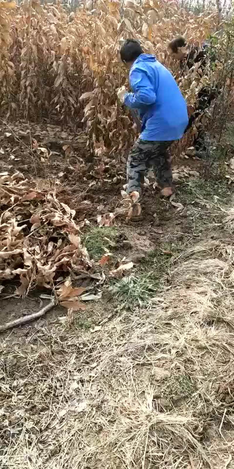板栗毛苗，实生板栗苗，毛板栗苗