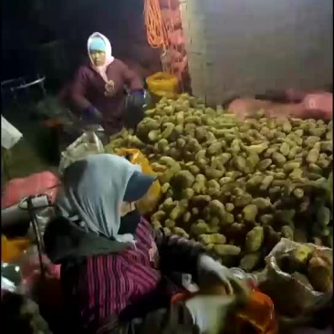 荷兰十五