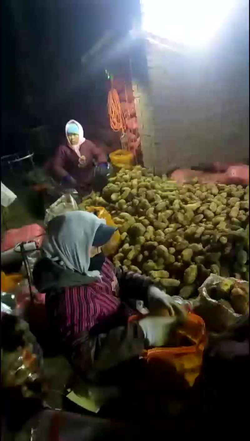 荷兰十五