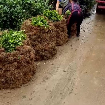 杜娟苗