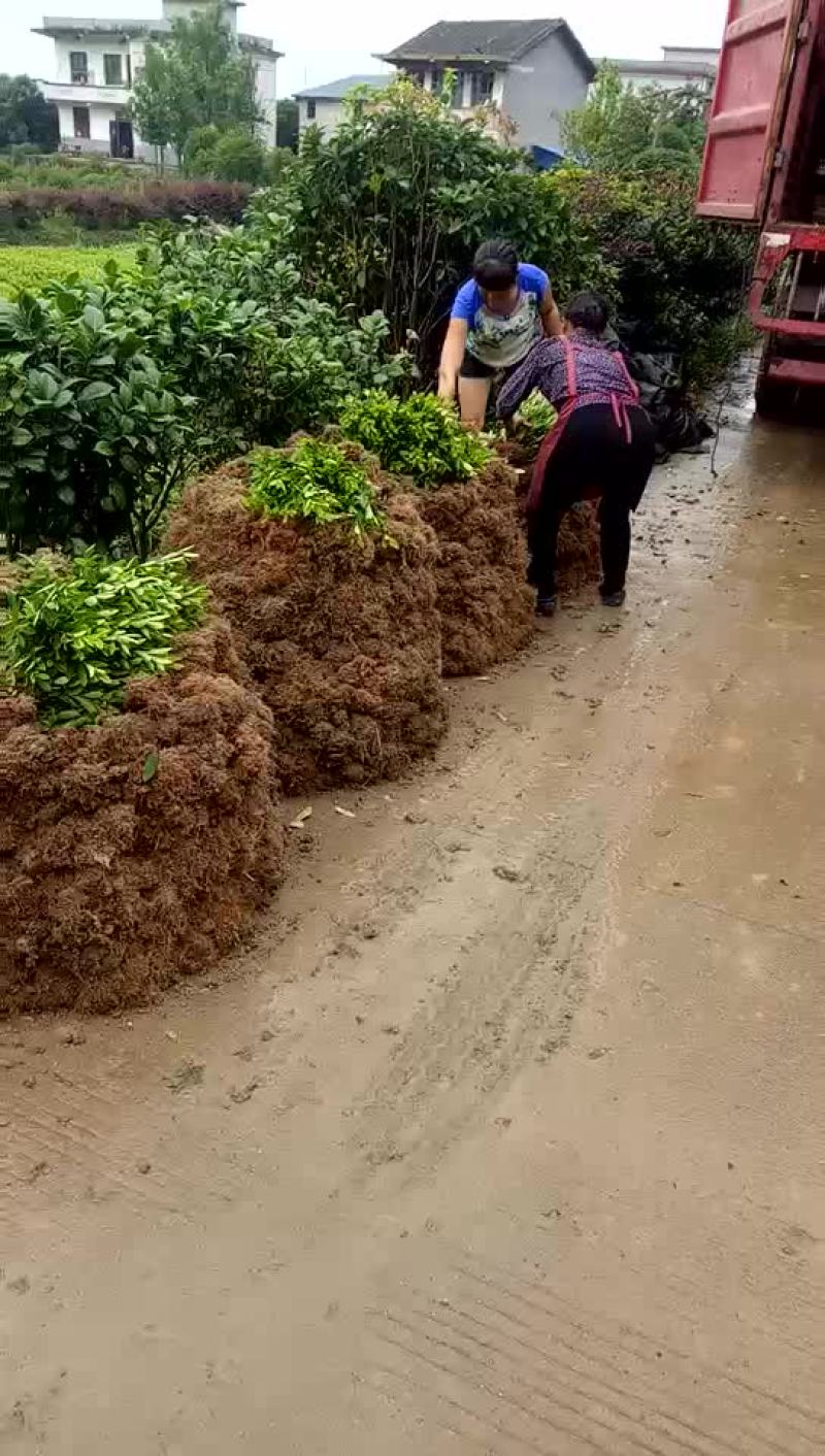 杜娟苗