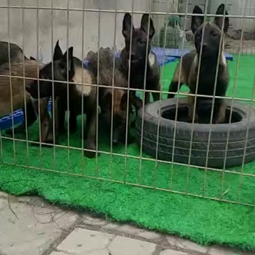 精品马犬