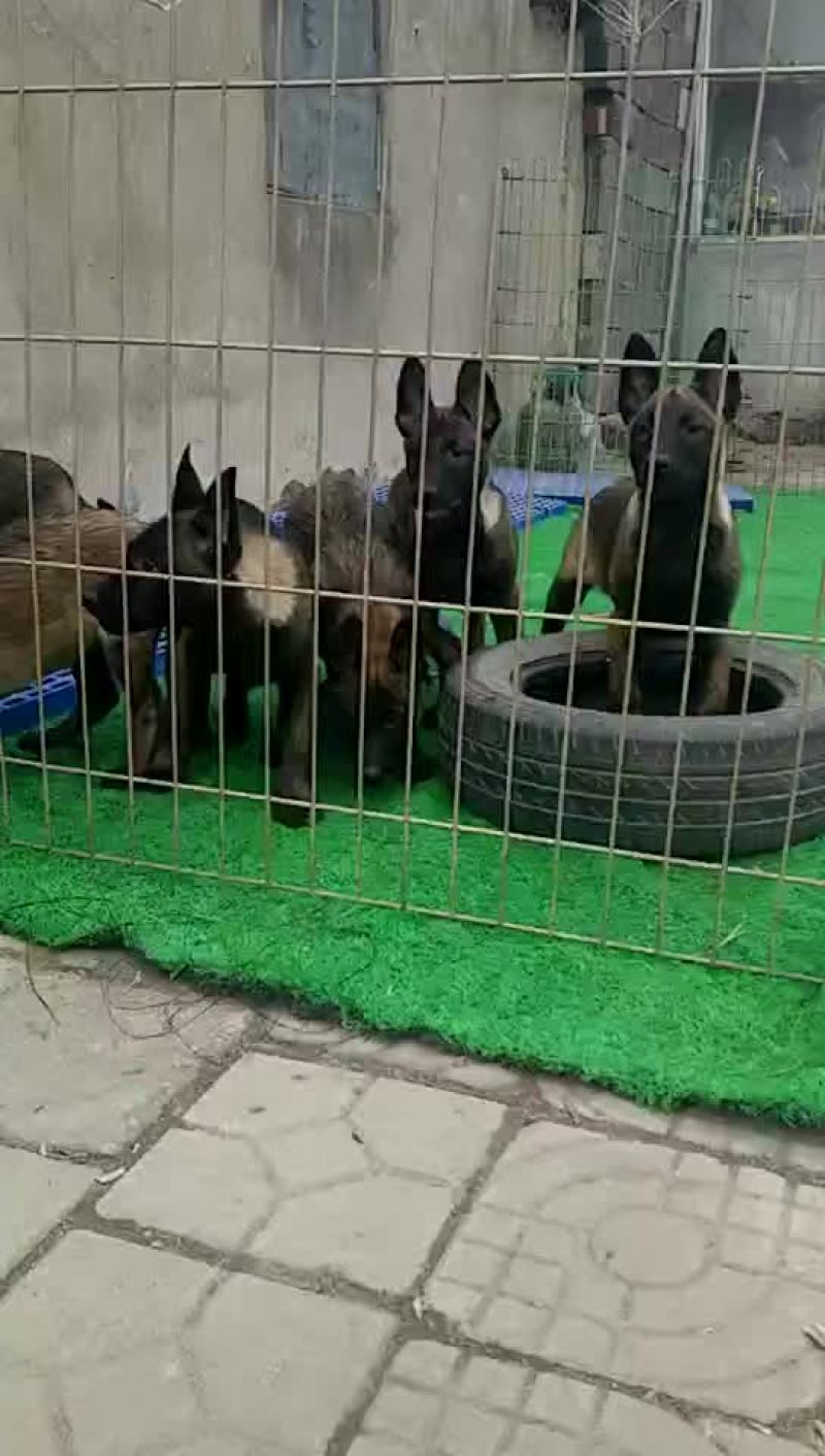 精品马犬