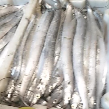 海水鱼类