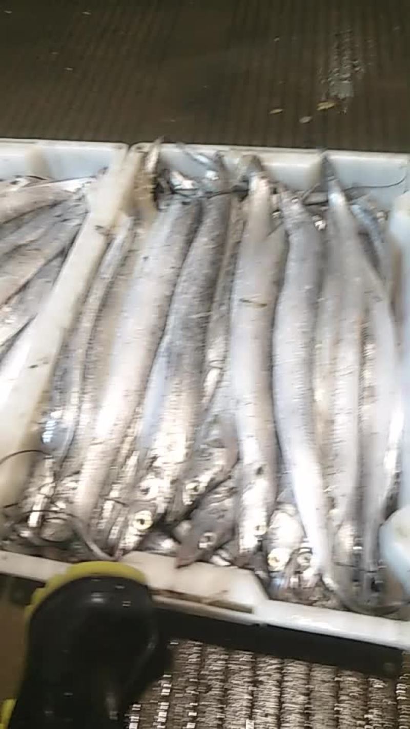 海水鱼类