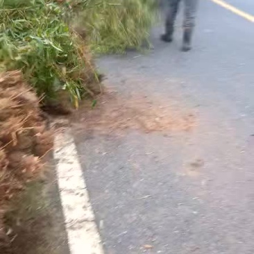 柿竹