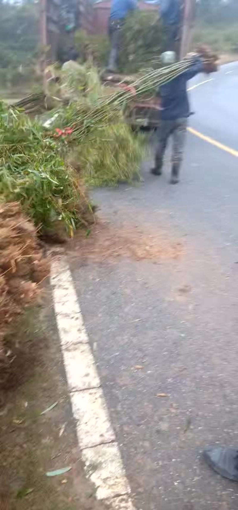 柿竹