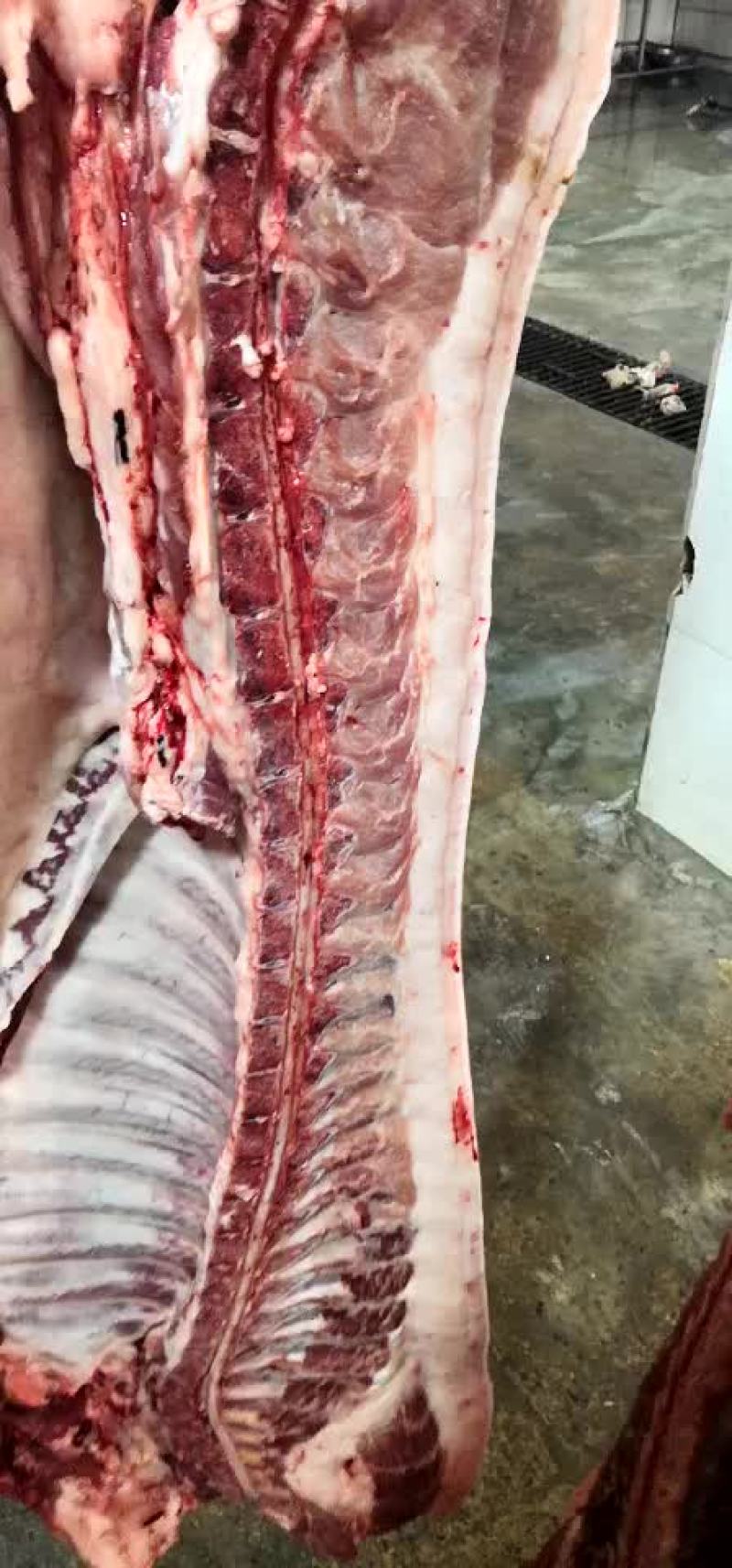 白条