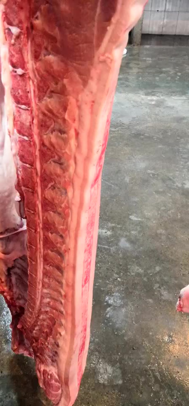 白条