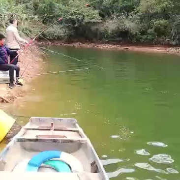 急售鲫鱼苗