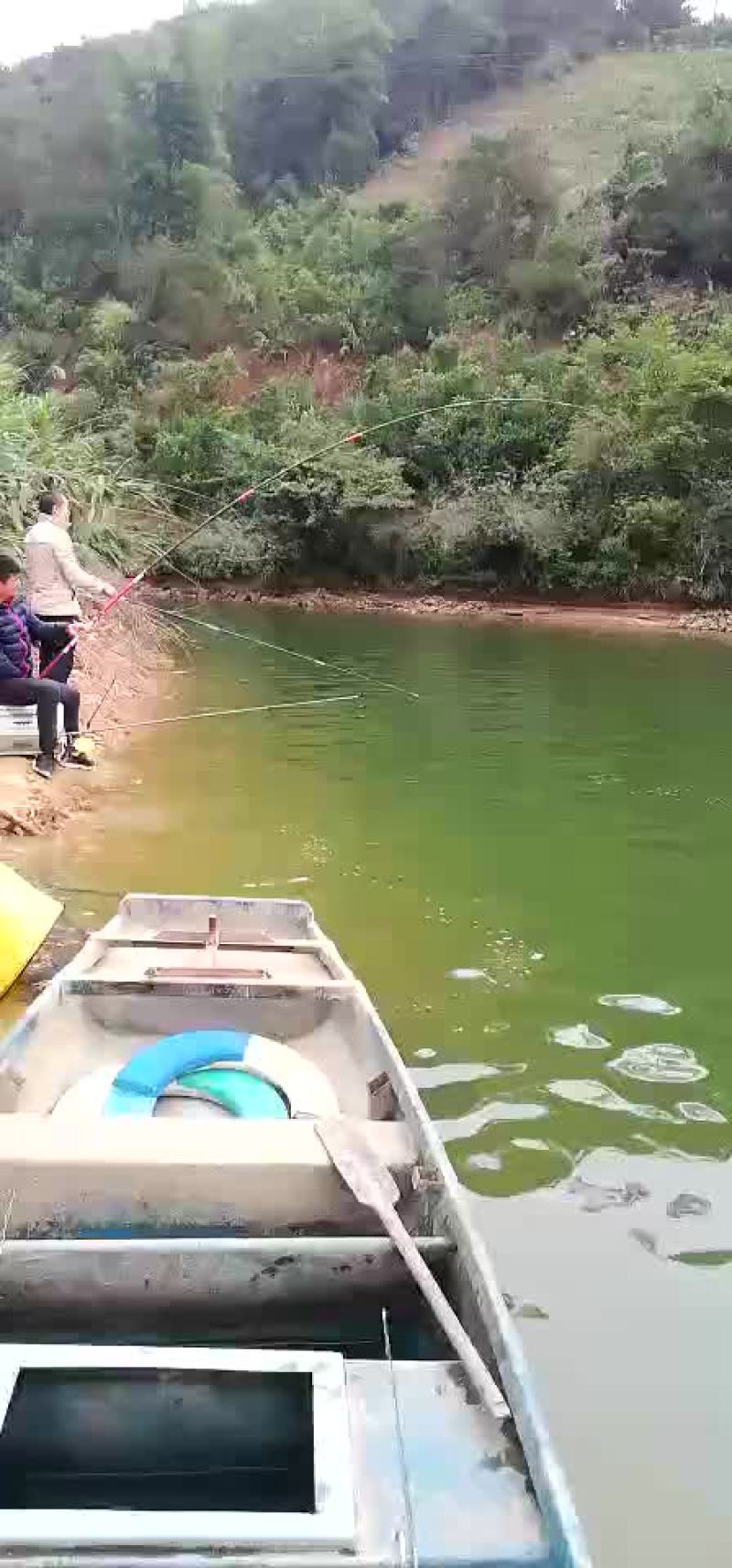 急售鲫鱼苗