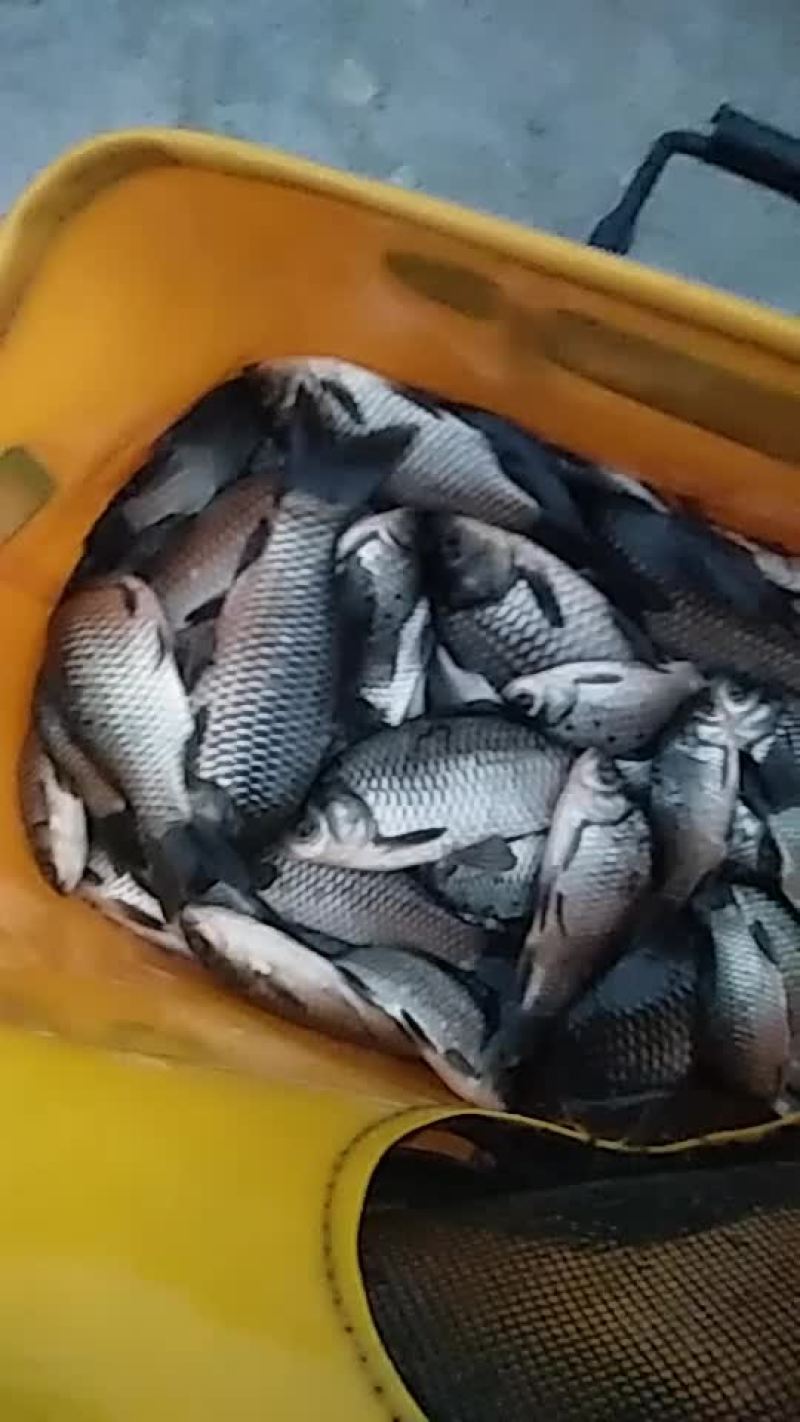 急售鲫鱼苗