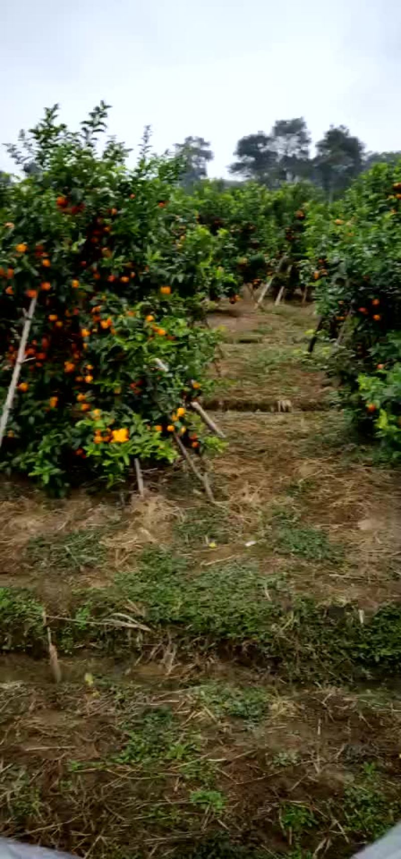 沙糖橘