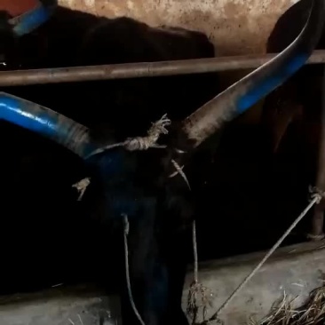 甘肃省陇南市礼县盐关骡马牛驴牲口市场！诚信经营！欢迎新老