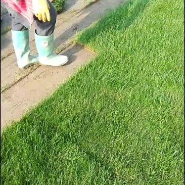 百慕大草卷