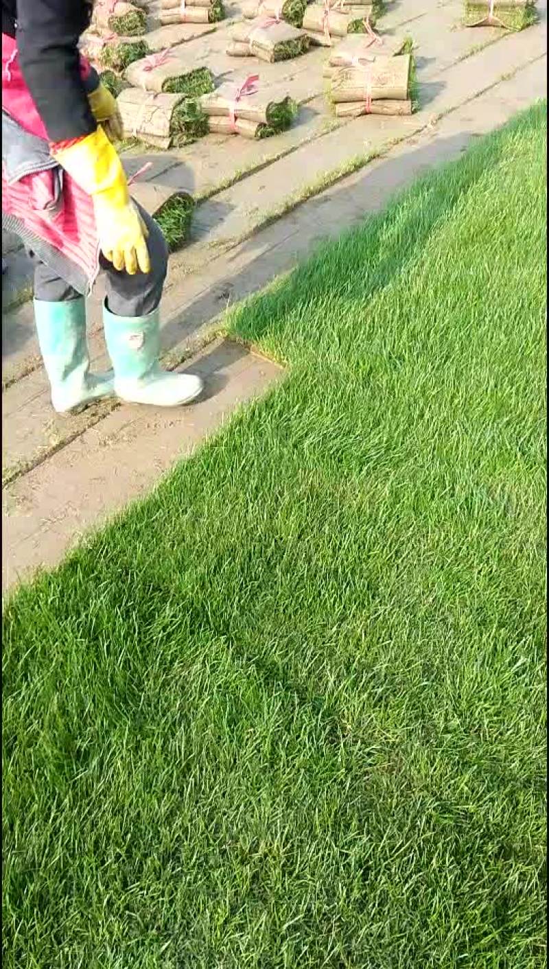 百慕大草卷