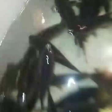 鲫鱼