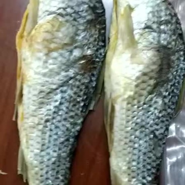 自晒鲠王干