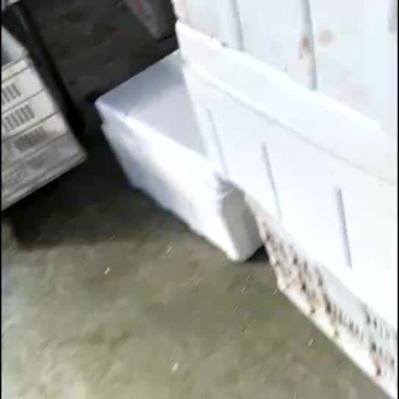 茼蒿精品装箱