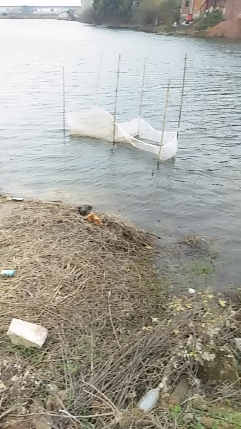 急售鲫鱼苗