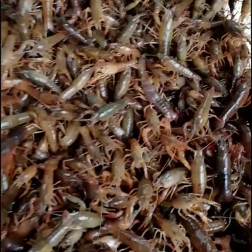 小龙虾苗，云南小龙虾苗，贵州虾苗