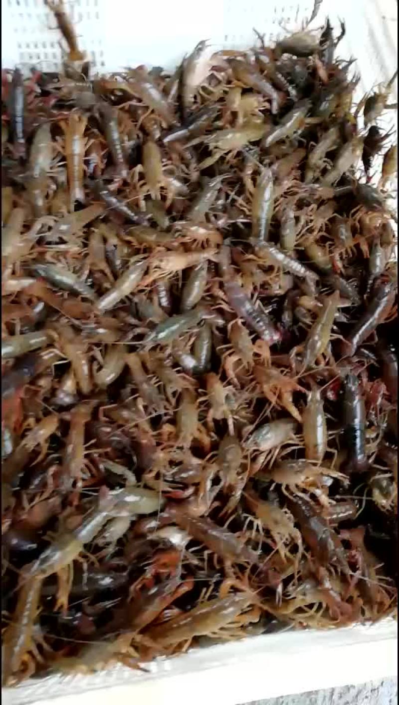 小龙虾苗，云南小龙虾苗，贵州虾苗