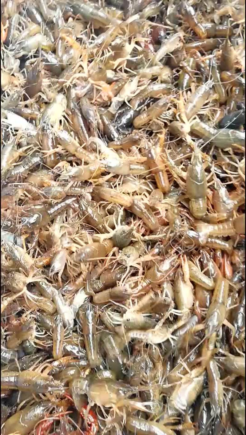 小龙虾苗，云南小龙虾苗，贵州虾苗