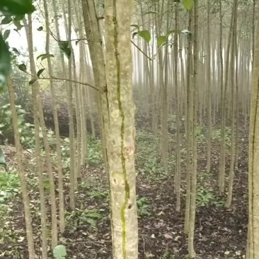 1.5左右的大叶女贞小苗