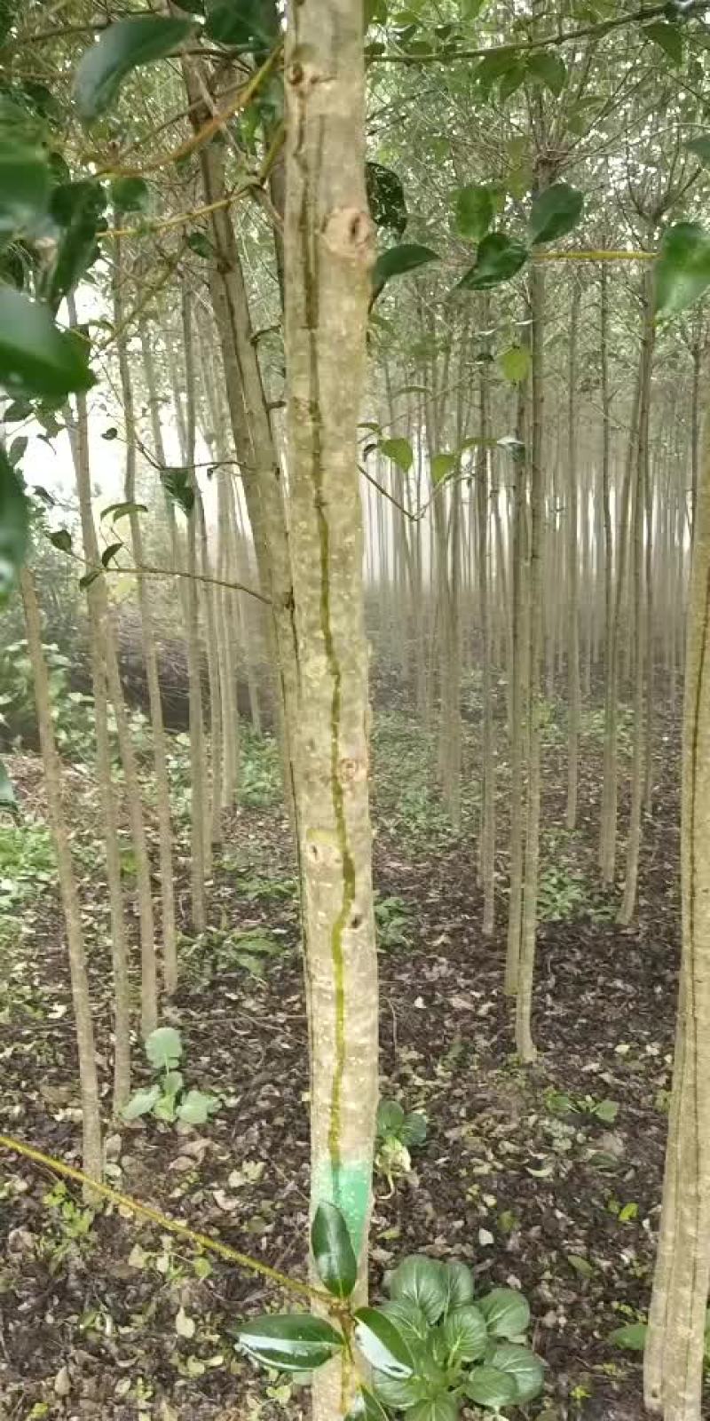 1.5左右的大叶女贞小苗