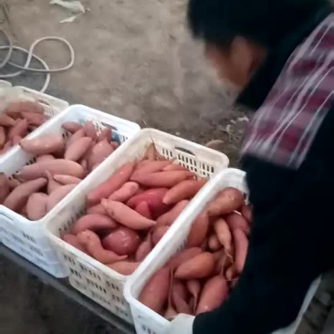 红薯