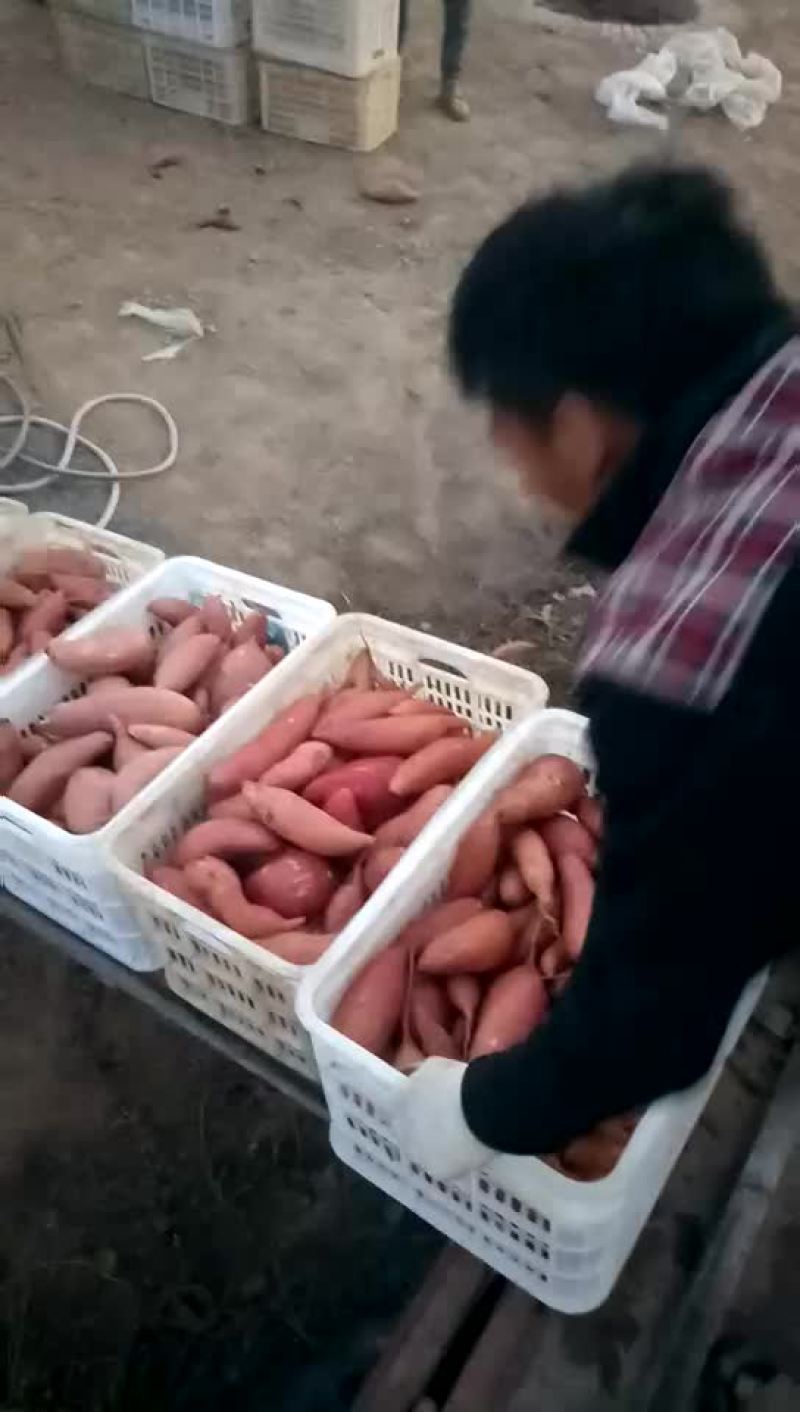 红薯