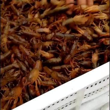 龙虾苗，南充种虾，虾苗，遂宁小龙虾苗