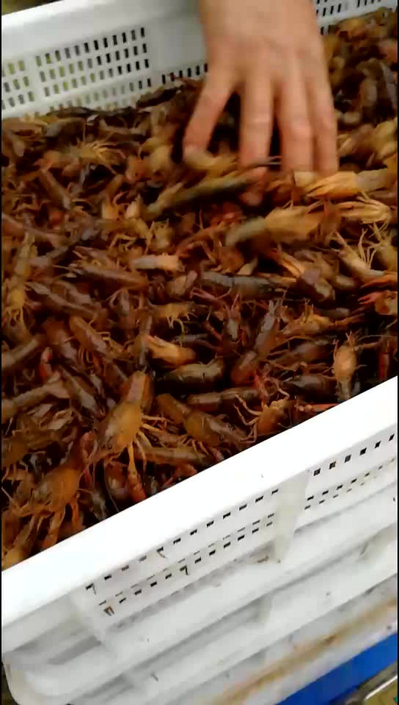 龙虾苗，南充种虾，虾苗，遂宁小龙虾苗