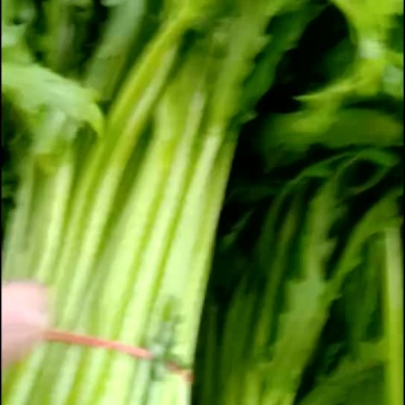 菠菜，茼蒿，芹菜，生菜，香菜，等叶菜类产地直销，全国直发