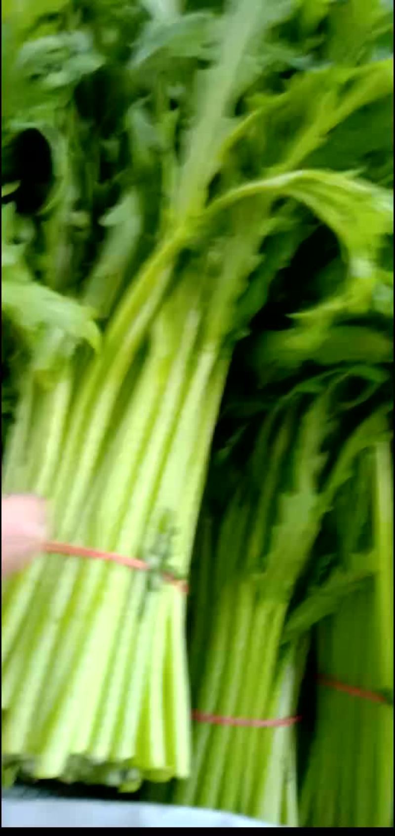 菠菜，茼蒿，芹菜，生菜，香菜，等叶菜类产地直销，全国直发