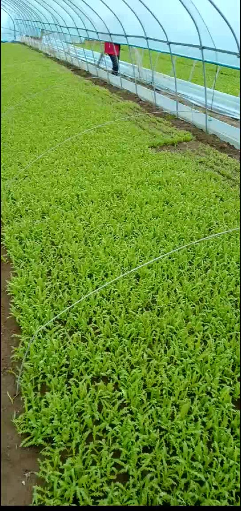 菠菜，茼蒿，芹菜，生菜，香菜，等叶菜类产地直销，全国直发
