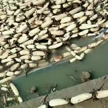 美人红莲藕上货中……