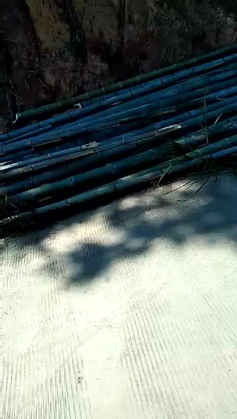 竹子