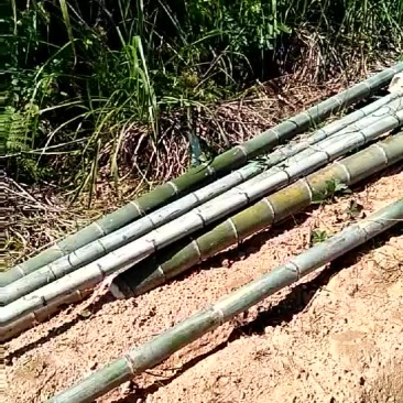 竹子