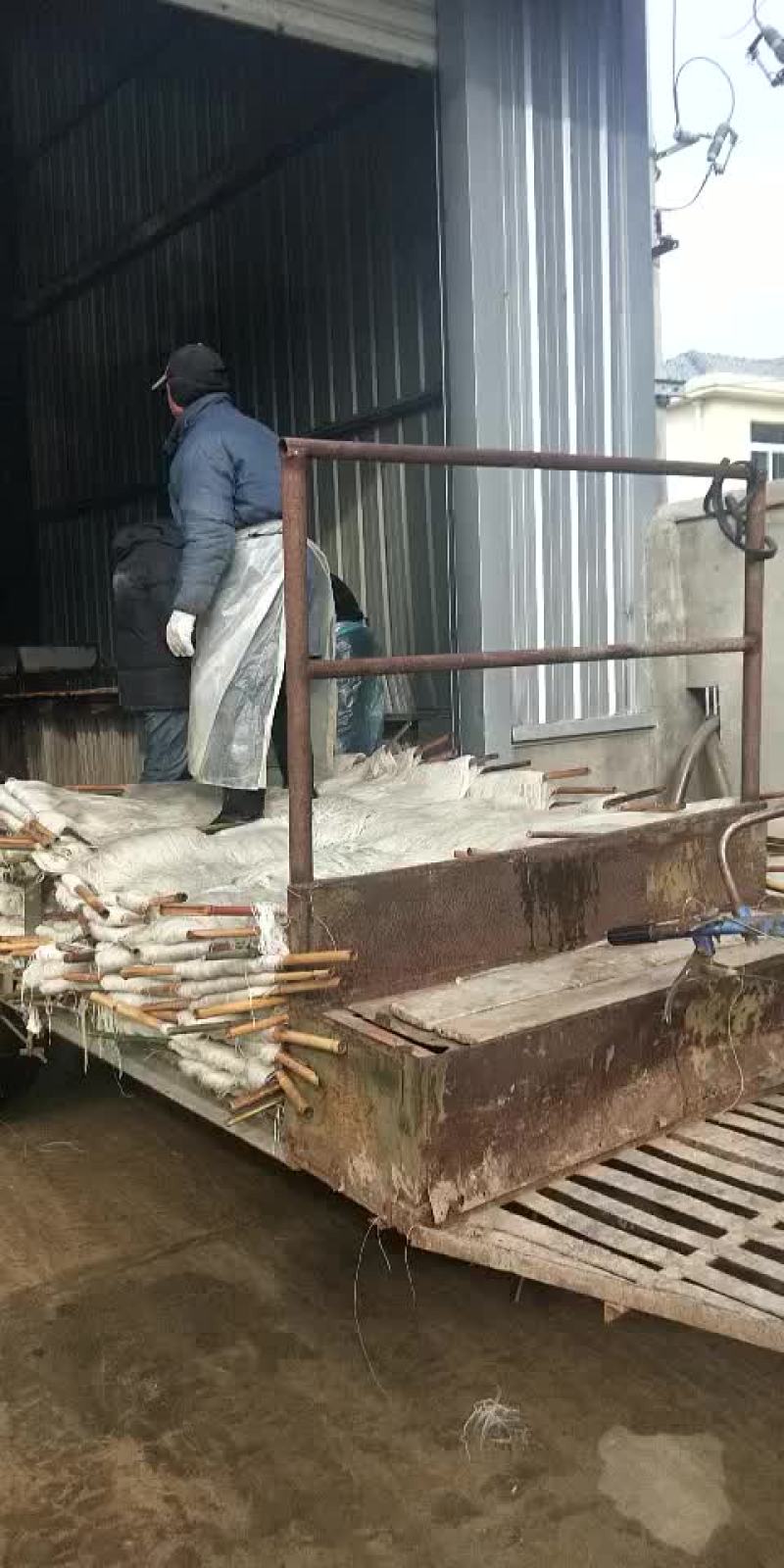 专营红薯粉丝。大量批发零售。