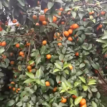 沙糖桔