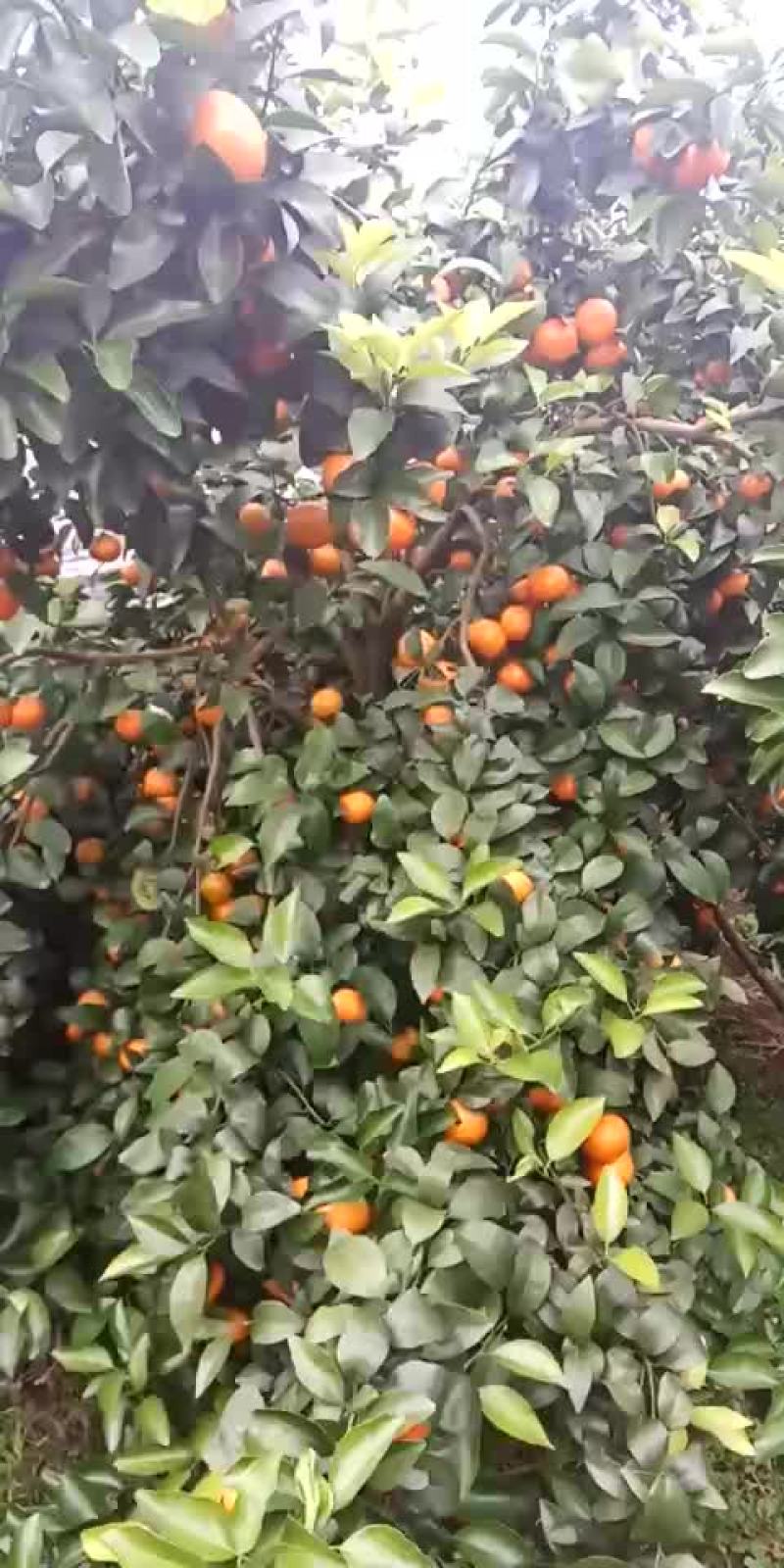 沙糖桔