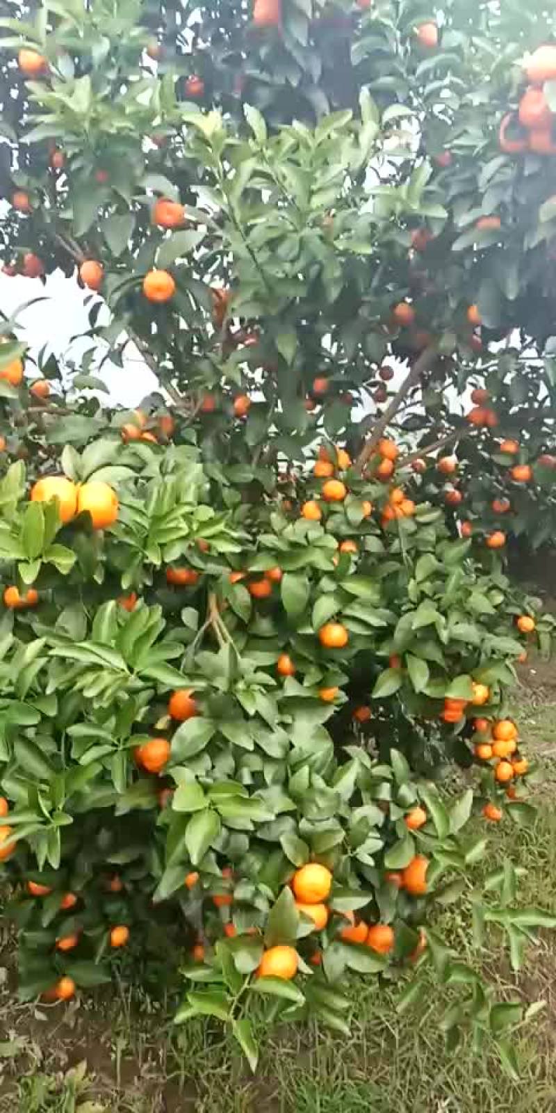 沙糖桔